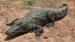 Lucruri interesante despre crocodilieni