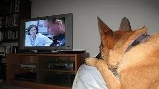 Cainilor le place sa se uite la TV