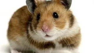 Hamsterul auriu sirian