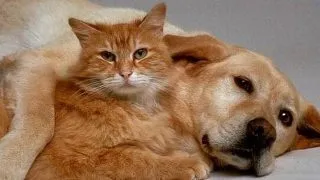 Boli comune oamenilor si animalelor