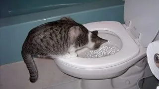 De ce beau animalele apa din toaleta?