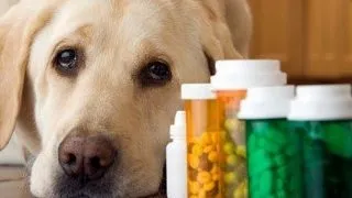 3 medicamente interzise cainilor