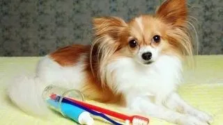 Igiena orala canina