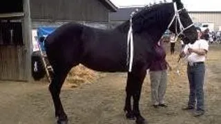 Caii Percheron, folositi la atelaj