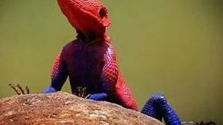 Se poarta soparla Spider   Man