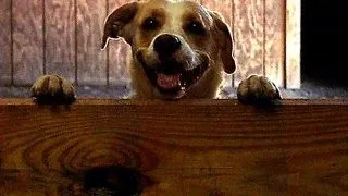 Cele mai bune bancuri cu si despre animale