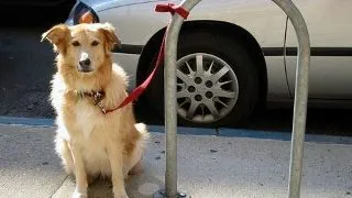Animalele furate - metode de prevenire a disparitiei