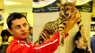 SofistiCAT   urile de la Sala Palatului