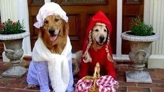 Se apropie transformarea animalelor