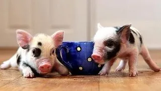 Ultima moda printre animale   Porcusorii de buzunar