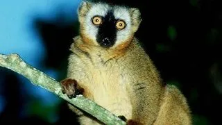 Lemurii din Madagascar sunt amenintati de mafia lemnului