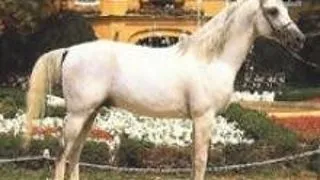 Shagya Arab