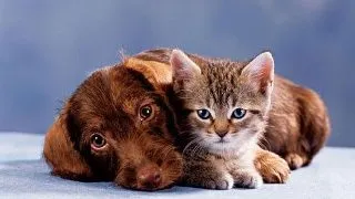 Ce animal vi se potriveste?