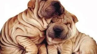 De ce are Sharpei-ul riduri?