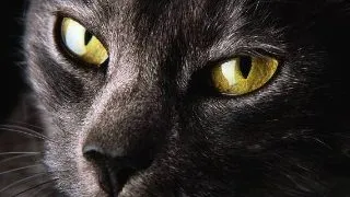 10 abilitati uimitoare ale animalelor