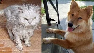 Jurnalul tragicomic al animalelor