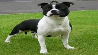 Bolile genetice la Staffordshire Bull Terrier