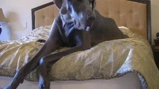 Gigantul George   Cel mai mare caine din lume