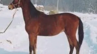 Trakehner si competitiilor ecvestre