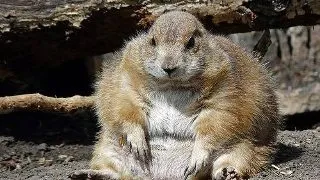 Cum sa faceti poze reusite animalelor