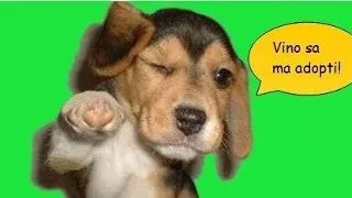 GIA organizeaza weekend-ul animalelor la Kidex
