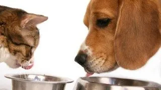 Ce patiti daca mancati hrana pentru animale?