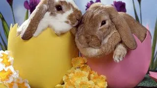 Primavara vine cu surprize de la Animale.ro!
