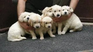 Tu ai adopta un animal?