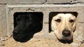 De ce exista animale?