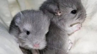 Sexarea Chinchillei - Este Chinchilla voastra mascul sau este femela?