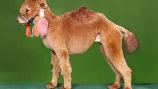 Cele mai traznite coafuri canine
