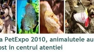 La PetExpo, animalutele au fost in centrul atentiei
