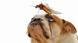 Insectele si reactiile alergice provocate