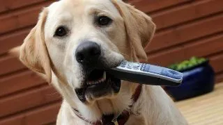 Inteligenta canina: povesti uimitoare care vorbesc de la sine