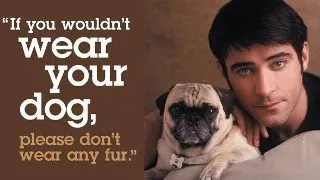 PETA omoara peste 2.000 de animale anual