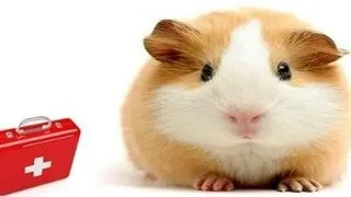 Primul ajutor pentru mamiferele mici de companie