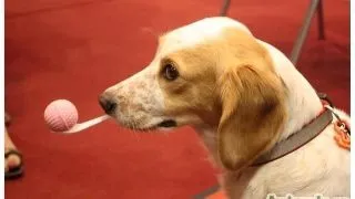 Invata-ti cainele trucuri amuzante!