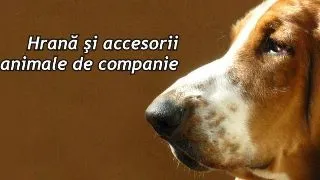 Solutii la problemele zilnice - Partea I