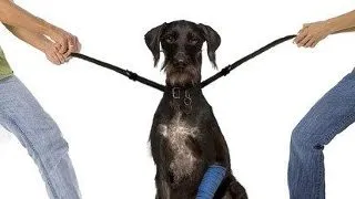Divortul - dificil pentru animalele familiei