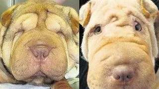 Povestea unui caine orb