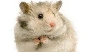 Hamsterii: Cum ii ingrijim?