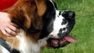 Animalele senzationale care au salvat viata stapanului