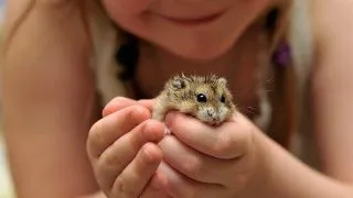 Sa oprim cruzimea fata de animale, prin educatia copiilor!