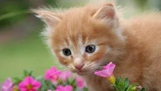 Animale versus plante: Stii ce plante sunt otravitoare pentru animal?