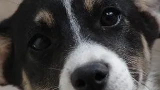 E criza - e timpul sa adoptam un animal al strazii!