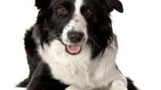 Cate cuvinte stie un border collie? Aproape 1.000!