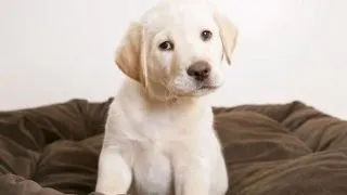 Ar trebui pedepsite animalele cand ataca oamenii?