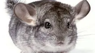 Chinchilla reuseste sa devina un animal de companie indragit