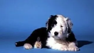In ce zodie e catelul tau?