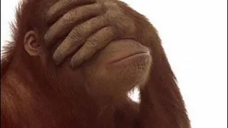 Animalele au cultura - stii sa le intelegi?